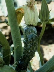 Fruit de courgette affecté par le <b>virus de la mosaïque jaune de la courgette</b> (<i>Zucchini yellow mosaic virus</i>, ZYMV). Il est plus ou moins bosselé et déformé.