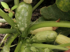 Ces deux jeunes fruits de courgette sont plus ou moins boursoufflés. <b>Virus de la mosaïque jaune de la courgette</b> (<i>Zucchini yellow mosaic virus</i>, ZYMV) 