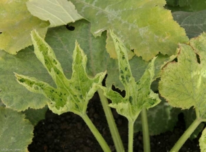 Jeunes feuilles de courgette chlorotiques ,et présentant plusieurs cloques verts sombre réparties sur le limbe ; notons que ce dernier a tendance à s'incurver vers le haut. <b>Virus de la mosaïque jaune de la courgette</b> (<i>Zucchini yellow mosaic virus</i>, ZYMV) 