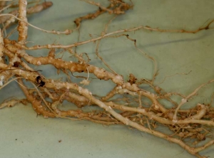 Racines de courgette présentant des chapelets de galles. <b><i>Meloidogyne</i> sp. </b>(nématodes à galles racinaires, root-knot nematodes)