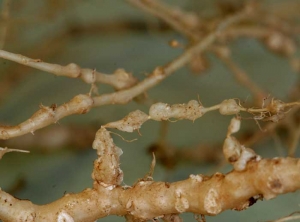 Les galles bien souvent ont tendance à brunir et deviennent légèrement liégeuses. <b><i>Meloidogyne</i> sp. </b>(nématodes à galles racinaires, root-knot nematodes)