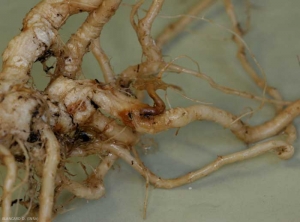 Ce système racinaire de courge présente peu de racines, des lésions rougeâtres se sont plus ou moins étendues sur certaines. <i><b>Phomopsis sclerotioïdes</b></i> (pourriture noire racinaire) (black root rot)