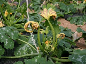 L'apport malencontreux de l'herbicide Basta sur ce pied de courette est à l'origine du blocage de la croissance de la plante, en plus d'autres symptômes foliaires. <b>Phytotoxicité</b>