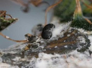 Des sclérotes de forme irrégulière et de couleur noir, produits par <i><b>Sclerotinia sclerotiorum</b></i>, se sont formés à la surface des tissus pourris surmontés d'un dense mycélium blanc.(chancres sur tige, pourritures sur fruits)