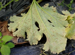 Aspect de nombreuses taches chlorotiques et sporulées observées à la face inférieure d'une feuille de courgette. <i><b>Pseudoperonospora cubensis</b></i> (mildiou, downy mildew)