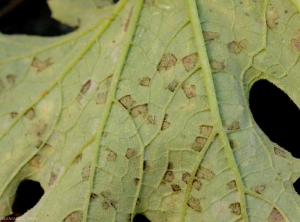 Détail des taches de mildiou fructifiées telles qu'on peut les observer à la face inférieure du limbe des feuilles de courgette. <i><b>Pseudoperonospora cubensis</b></i> (mildiou, downy mildew)