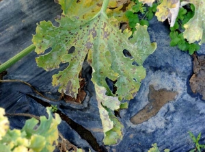 Certains secteurs du limbe de cette feuille de courgette sont nécrosés à cause de la confluence de certaines taches. <i><b>Pseudoperonospora cubensis</b></i> (mildiou, downy mildew)