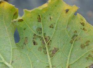 Des petites taches humides, délimitées par les nervures, se sont formées sur cette feuille de courgette. <i><b>Pseudoperonospora cubensis</b></i> (mildiou, downy mildew)