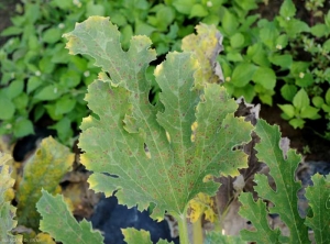 A terme, les taches finissent par se nécroser entièrement comme c'est le cas pour cette feuille de courgette. <i><b>Pseudoperonospora cubensis</b></i> (mildiou, downy mildew)