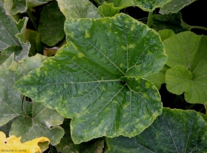 Une mosaïque en taches est visible sur cette feuille de courge.  <b>Virus de la mosaïque du concombre</b> (<i>Cucumber mosaic virus</i>, CMV)