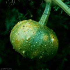 Taches occasionnées par <b><i>Cladosporium cucumerinum</i></b> sur fruit vert de courge. (cladosporium ou nuile grise, cucumber scab)