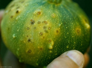 Aspect de taches de cladosporiose sur fruit  à différents stades de leur développement. <b><i>Cladosporium cucumerinum</i></b> (cladosporium ou nuile grise, cucumber scab) 