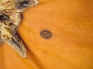 Détail d'une jeune lésion sur courge. Elle passe presque inaperçue, seules les fructifications traduisent le parasitisme de <i>Didymella bryoniae</i>. (pourriture noire sur fruit, black rot)