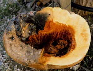 La pourriture noire a envahi une bonne partie de cette courge en cours de stockage. De nombreuses graines sont maintenant contaminées. <b><i>Didymella bryoniae</i></b> (pourriture noire sur fruit, black rot)