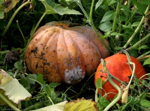 Une lésion humide s'est initiée sur la partie de cette courge au contact du sol. Un feutrage blanc recouvre en partie la lésion. <b><i>Fusarium solani</i> f. sp. <i>cucurbitae</i></b>. (fusariose à pourritures du collet et des fruits, Fusarium crown and foot rot, fruit rot)