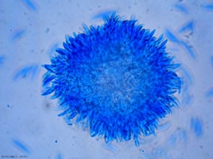 Aspect d'une jeune sporodochie (cluster de conidiophores et de conidies) formée par un <b><i>Fusarium</i> sp. </b> (pourritures des fruits à Fusarium, Fusarium fruit rot)