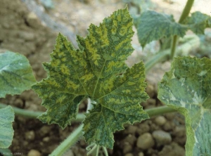 Feuille de courge fortement mosaïquée. <b>Virus de la mosaïque de la courgette</b> (<i>Zucchini yellow mosaic virus</i>, ZYMV) 