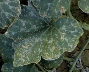 Petites taches jaunâtres à grises (graisseuses en début d'attaque), anguleuses, sur feuille de courge. <i><b>Xanthomonas cucurbitae</b></i> (taches bactériennes, bacterial spot)