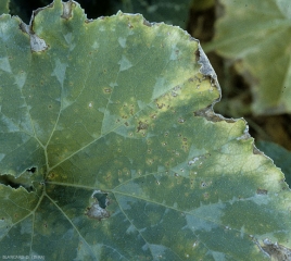 Détail des taches qui ont tendance à confluer et à se nécroser, notamment en bordure de la feuille, là où il y a accumulation d'eau. <i><b>Xanthomonas cucurbitae</b></i> (taches bactériennes, bacterial spot)