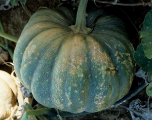 Courge musquée de Provence couverte partiellement de petites taches gommeuses beiges auréolées plus ou moins d'un liseré brun. <i><b>Xanthomonas cucurbitae</b></i> (taches bactériennes, bacterial spot)