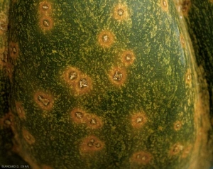 xanthomonas_courge_DB_324