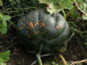 Plusieurs taches confluantes se sont développées sur cette courge. <i><b>Xanthomonas cucurbitae</b></i> (taches bactériennes, bacterial spot)