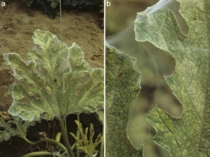 <i><b>Tetranychus urticae</b></i> :
a) lors de fortes infestations (ici sur courgette), on observe des toiles soyeuses qui se développent autour des feuilles contaminées ;
b) dans ces toiles, on peut observer les nombreux acariens jaunâtres.
<b>Dégâts d'acariens</b>