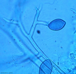 Détail d'un sporangiophore arbusculeux de mildiou observé au microscope photonique.<i><b>Pseudoperonospora cubensis</b></i> (mildiou)