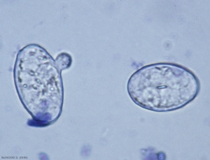 Aspect de deux conidies de <i><b>Podosphaera xanthi</b></i> ; l'une a germé. (oïdium ou blanc, powdery mildew, white mold)