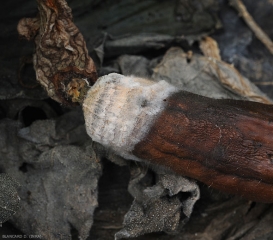 Fusarium_sp_Courgette2