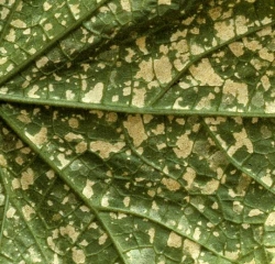 De nombreuses lésions irrégulières et nécrotiques sont visibles sur cette portion de feuille. (<b>thrips</b>)