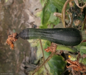 Pourriture à <b><i>Pectobacterium carotovorum</i> subsp. <i>carotovorum </i></b> s'initiant à l'extrémité d'une courgette. (pourriture bactérienne, bacterial stem rot and fruit rot)