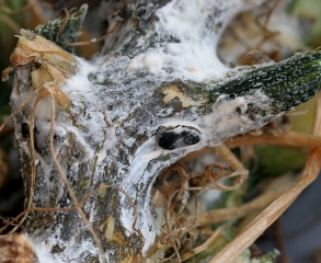 An plus du mycélium blanc, un gros sclérote noir s'est formé sur ce dernier. <i><b>Sclerotinia sclerotiorum</b></i> (Sclérotiniose)