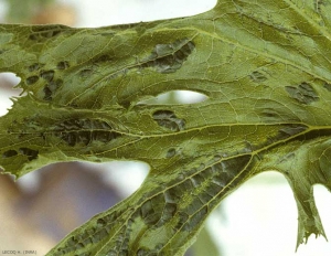 Plusieurs cloques vert sombre déforment localement cette feuille de courgette. <b>Virus de la mosaïque de la pastèque</b> (<i>Watermelon mosaic virus</i>, WMV)