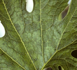 Détail d'une mosaïque sur feuille de courgette. <b>Virus de la mosaïque de la pastèque</b> (<i>Watermelon mosaic virus</i>, WMV)