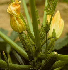 PRSV_Courgette1