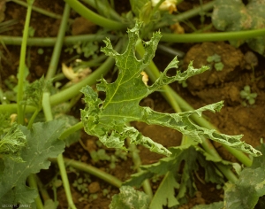 Feuille de courgette mosaïquée et filiforme. <b>Virus des taches en anneaux du papayer</b> (<i>Papaya ring spot virus</i>, PRSV)