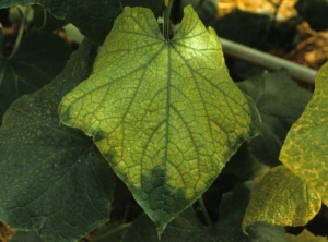 La feuille peut jaunir presque complètement, elle se recroqueville et le limbe, s'épaississant, devient plus craquant. <b>Virus de la jaunisse du concombre</b> (<i>Cucumber yellows virus</i>, CYV)