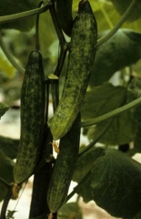 Mosaïque prononcée sur fruits dont la surface est légèrement bosselée. <b>Virus de la mosaïque du concombre</b> (<i>Cucumber mosaic virus</i>, CMV)