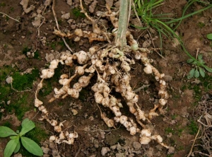 <b><i>Meloïdogyne</i> spp.</b> (nématodes à galles, root-knot nematodes) 1