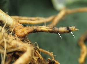 Racine de concombre brun pâle, pourrie ; le cortex montre quelques lignes noires. <i><b>Phomopsis sclerotioides</b></i> (pourriture noire des racines)