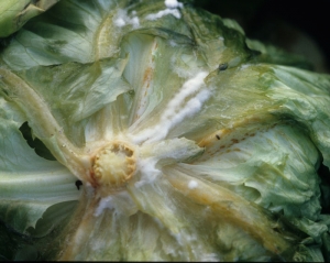 Du mycélium cotonneux blanc est bien visible sur certaines portions de tissus pourris (<i>Sclerotinia sclerotiorum</i>).