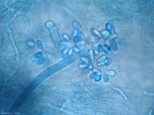 Les conidiophores de  <i><b>Botrytis cinerea</b></i>  portent des conidies à l'extrémité de stérigmates. Hyalines à légèrement pigmentées, ovoïdes à elliptiques, elles mesurent 6-18 x 4-11 µm.