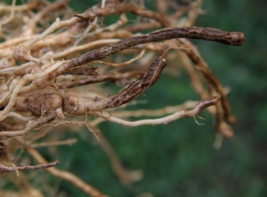 Des manchons liégeux et craquelés, marrons à brun foncé, sont également visibles sur les racines affectées par <b><i>Pyrenochaeta lycopersici</i></b>.