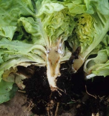 Sur cette <b>laitue</b> coupée longitudinalement, on distingue aisément un brunissement vasculaire lié à la présence de <b><i>Pythium tracheiphilum</i></b> ("lettuce stunt"). 