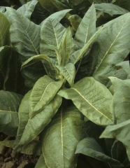 L'apex de ce tabac est pratiquement bloqué et plusieurs feuilles se sont plus ou moins bien développées. Elles sont plus petites, déformées et montrent une coloration vert bronze. <b>Virus Y de la pomme de terre</b> (<i>Potato Virus Y</i> ou PVY/souche américaine) 