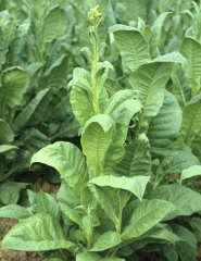 Les jeunes feuilles mosaïquées de ce pied de tabac ont tendance à s'incurver vers le bas ; ce symptôme est assez caractéristique du CMV.
<b>Virus de la mosaïque du concombre </b>(<i>Cucumber mosaic virus</i>, CMV)
