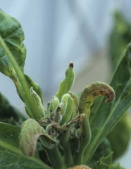 Le développement de cet apex est pratiquement bloqué ; on distingue quelques petites feuilles vert clair, nécrosées par endroits, ayant tendance à s'incurver. <b>Carence en calcium</b>