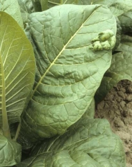 Une grosse cloque s'est formée très localement sur une feuille de tabac. <b>Anomalie génétique</b>
