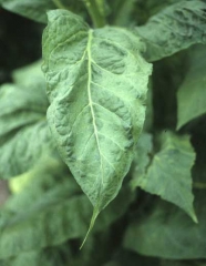 L'extrémité du limbe de cette feuille mosaïquée est très effilée. <b>Virus de la mosaïque du concombre </b>(<i>Cucumber mosaic virus</i>, CMV)
